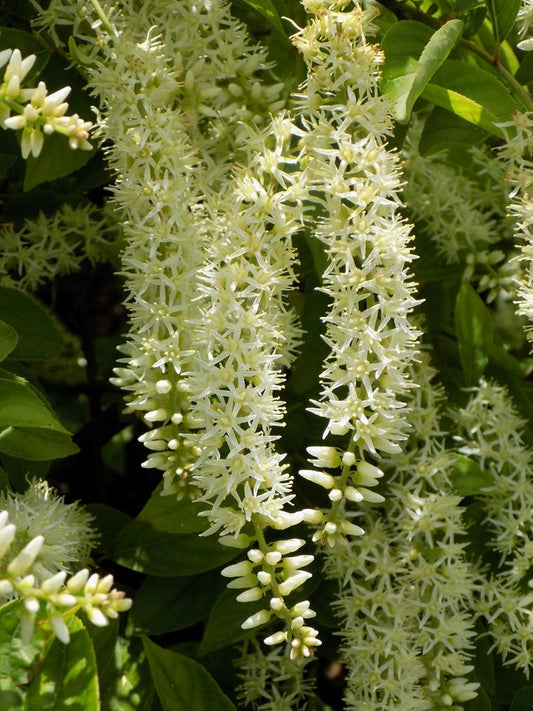 Itea virginica (Virginia Sweetspire)