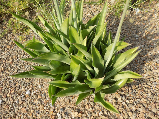 Manfreda virginica (False Aloe)