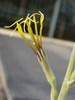 Manfreda virginica (False Aloe)