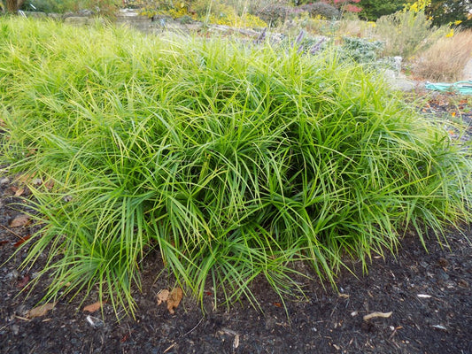 Carex muskingumensis (Palm Sedge)