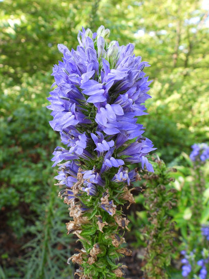 Lobelia siphilitica (Blue Cardinal Flower)