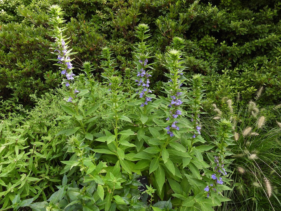 Lobelia siphilitica (Blue Cardinal Flower)
