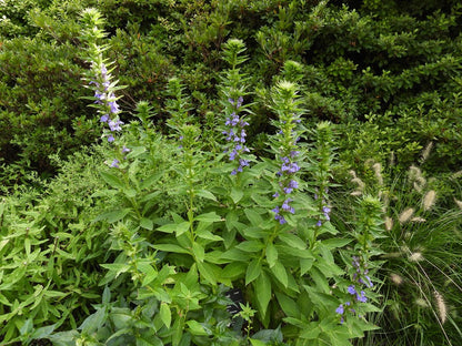 Lobelia siphilitica (Blue Cardinal Flower)
