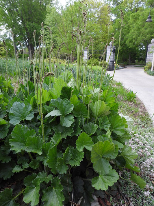 Heuchera richardsonii (Prairie Alumroot)