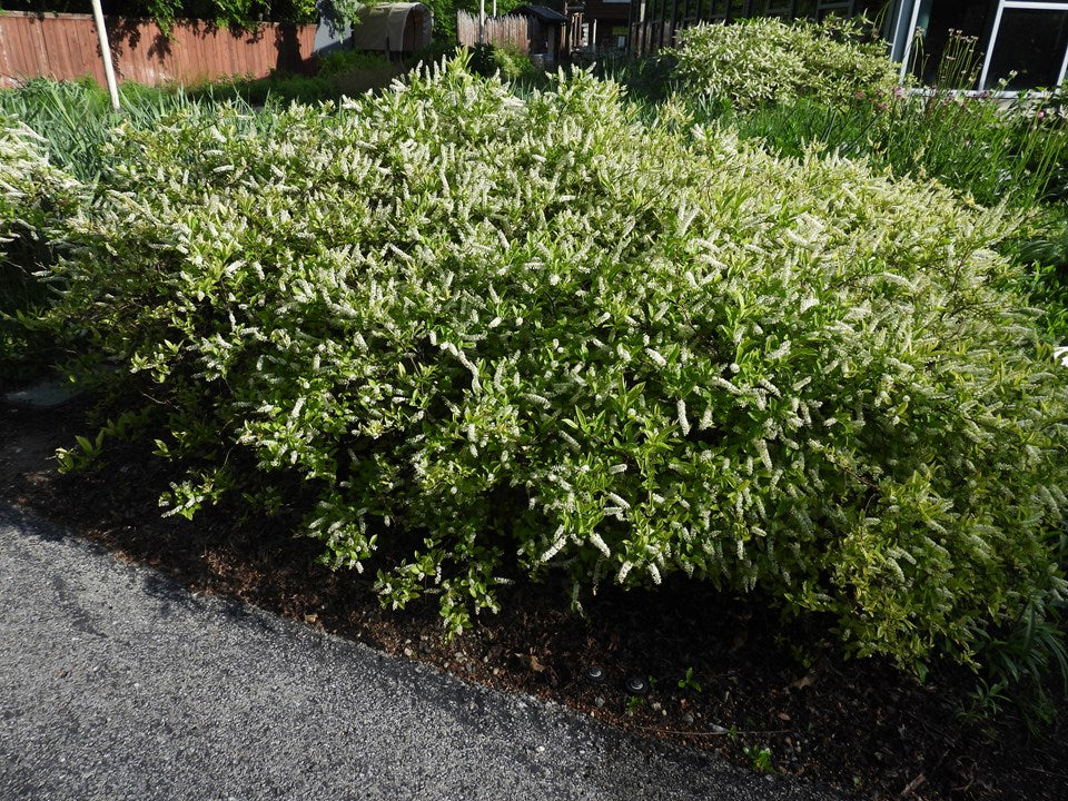 Itea virginica (Virginia Sweetspire)