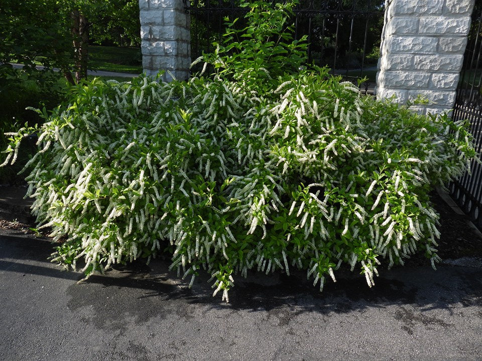 Itea virginica (Virginia Sweetspire)