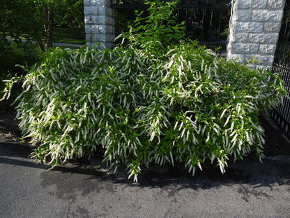 Itea virginica (Virginia Sweetspire)
