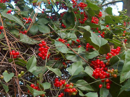 Cocculus carolinus (Carolina Snailseed)