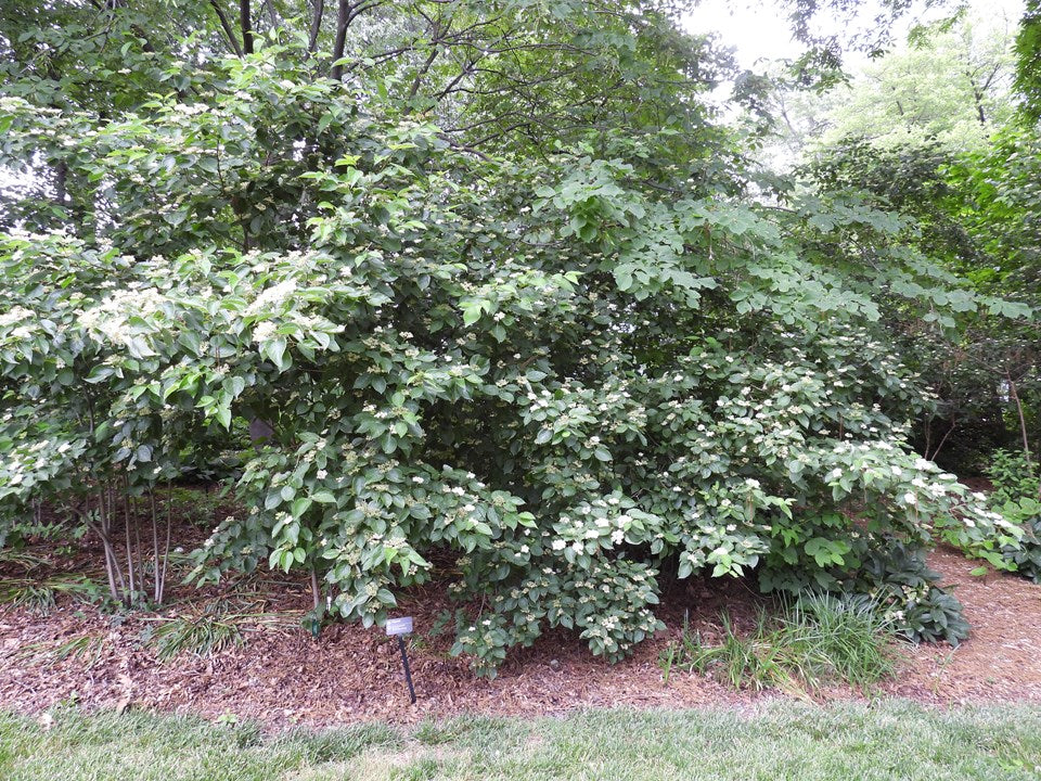 Cornus drummondii (Roughleaf Dogwood)