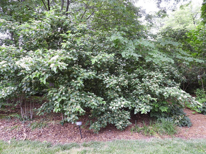 Cornus drummondii (Roughleaf Dogwood)