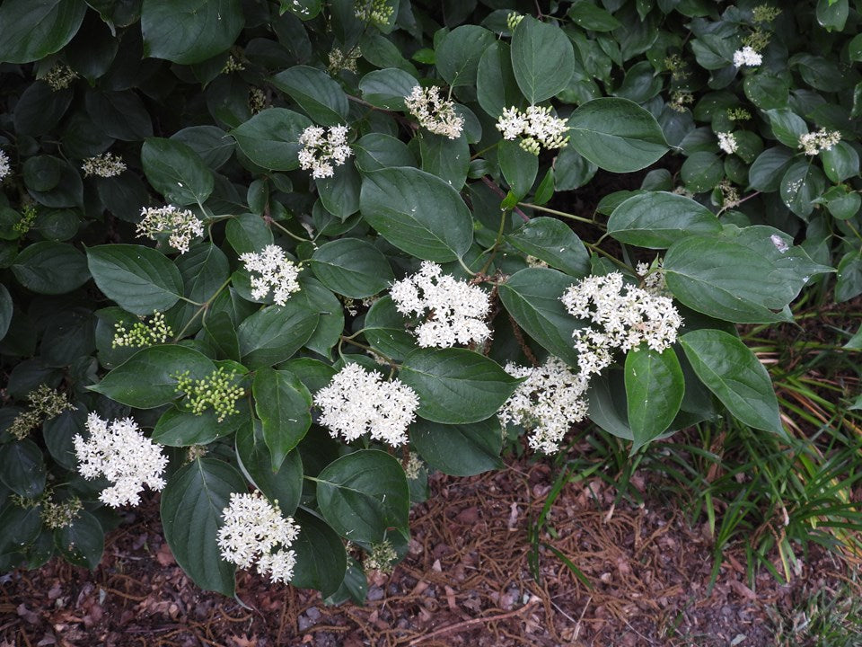 Cornus drummondii (Roughleaf Dogwood)