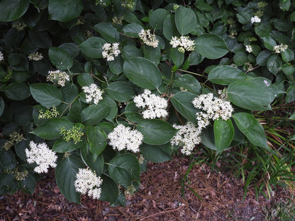 Cornus drummondii (Roughleaf Dogwood)