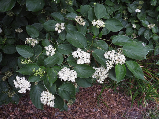 Cornus drummondii (Roughleaf Dogwood)