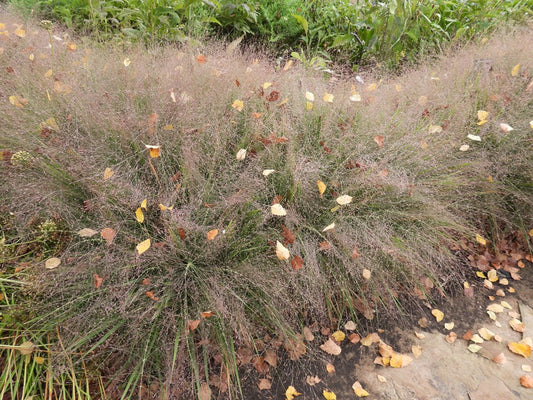 Eragrostis spectabilis (Purple Lovegrass)