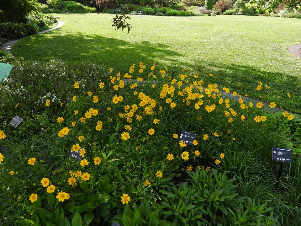 Coreopsis lanceolata (Lanceleaf Coreopsis)