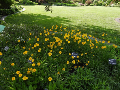 Coreopsis lanceolata (Lanceleaf Coreopsis)