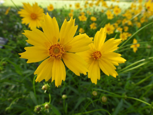Coreopsis lanceolata (Lanceleaf Coreopsis)