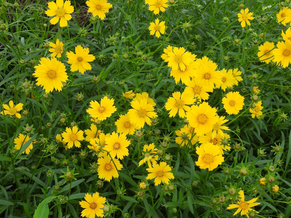 Coreopsis lanceolata (Lanceleaf Coreopsis)