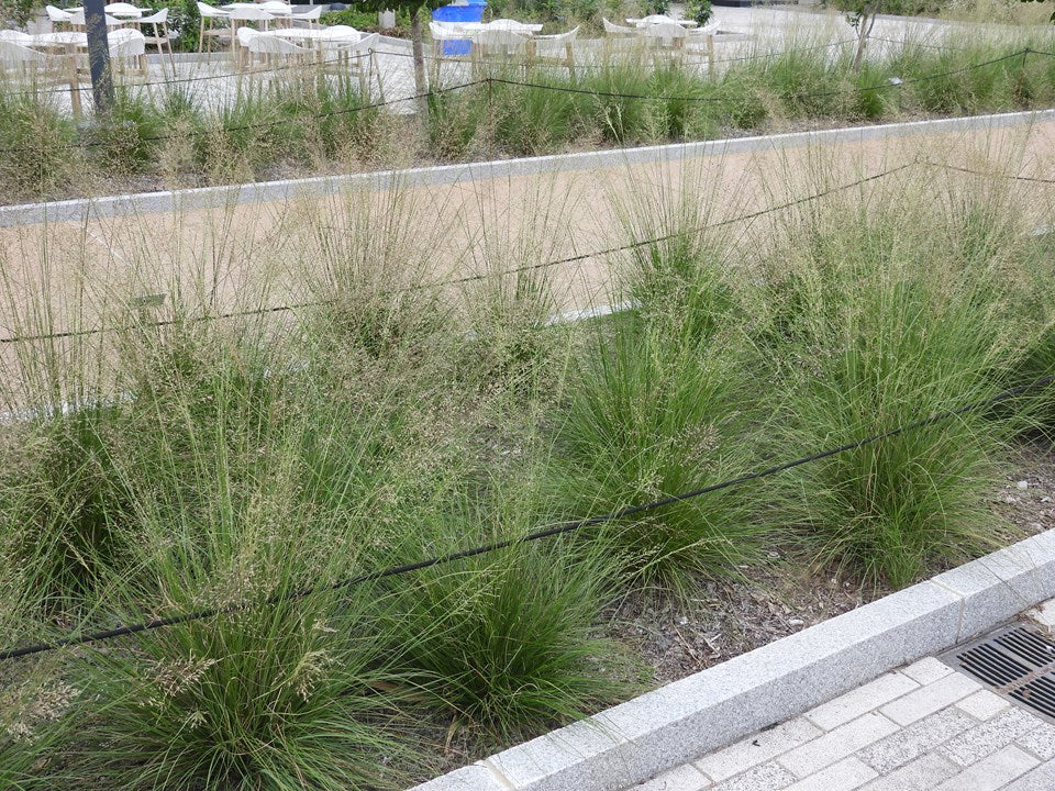 Sporobolus heterolepis (Prairie Dropseed)