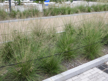 Sporobolus heterolepis (Prairie Dropseed)
