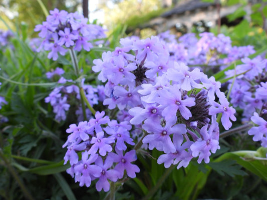 Glandularia canadensis (Rose Verbena)