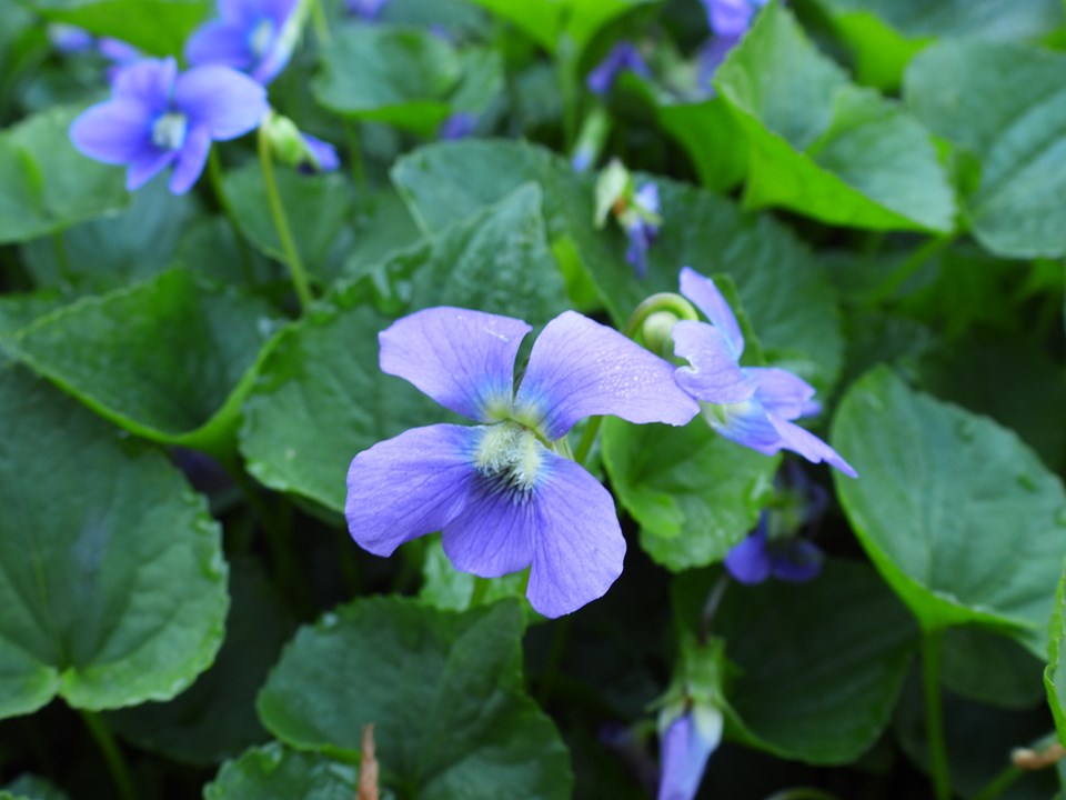 Viola sororia (Common Blue Violet)