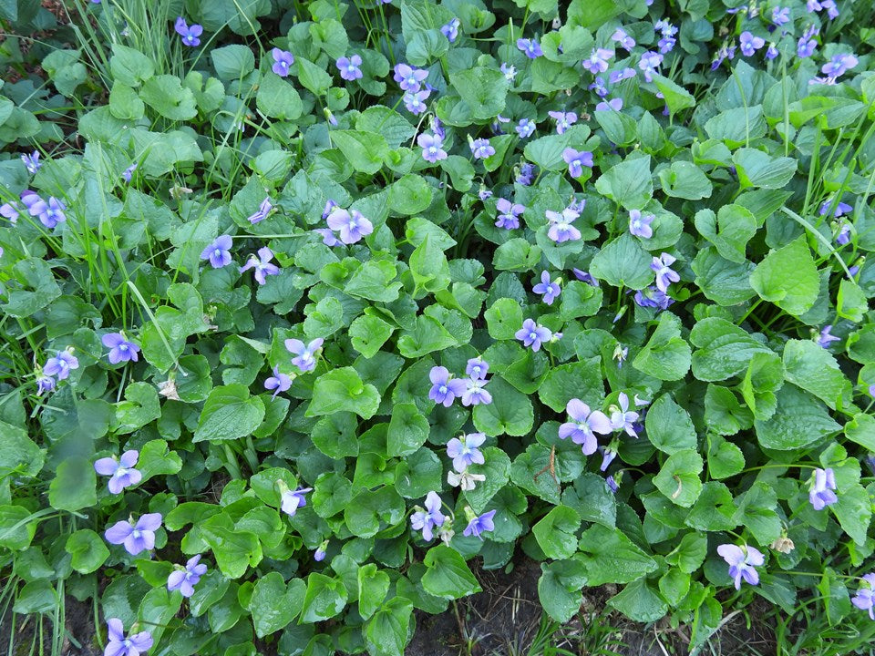 Viola sororia (Common Blue Violet)