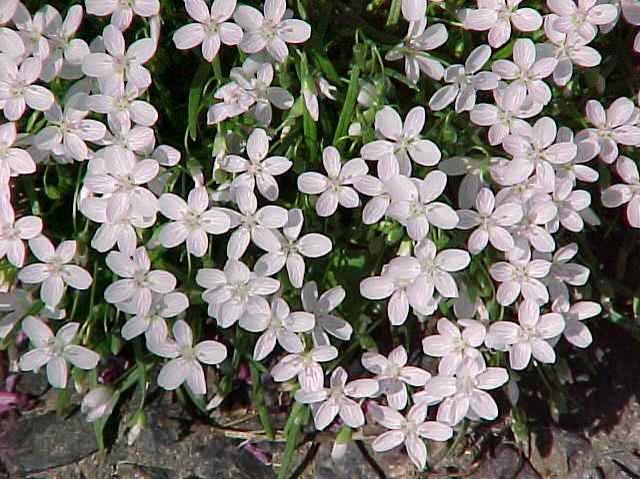 Claytonia virginica (Spring Beauty)