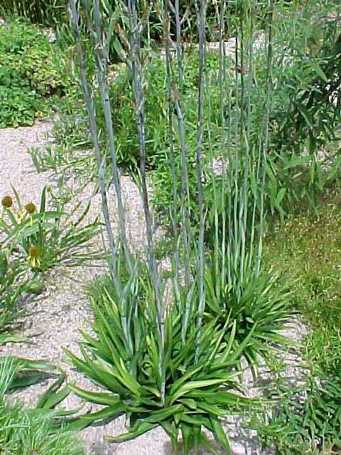 Manfreda virginica (False Aloe)