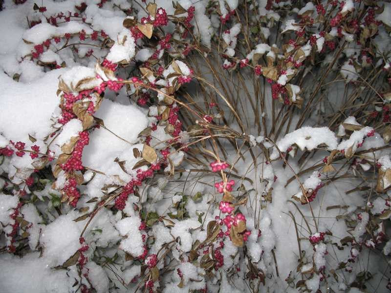 Symphoricarpos orbiculatus (Coralberry)