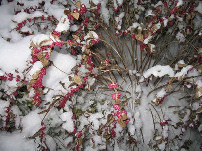 Symphoricarpos orbiculatus (Coralberry)