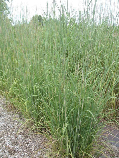 Andropogon gerardii (Big Bluestem)