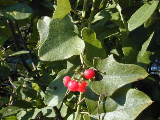 Cocculus carolinus (Carolina Snailseed)
