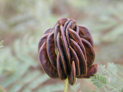 Desmanthus illinoensis (Illinois Bundleflower)