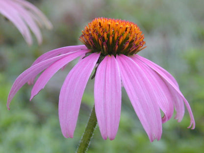 Echinacea purpurea (Purple Coneflower)