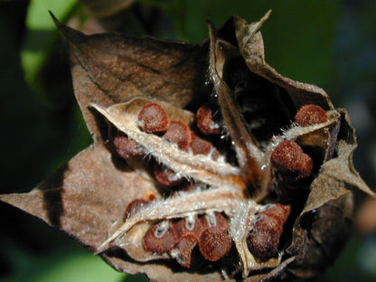 Hibiscus laevis (Halberd Leaf Hibiscus)