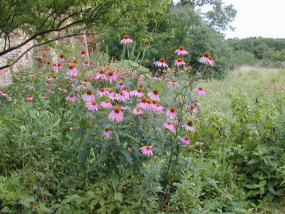 Echinacea purpurea (Purple Coneflower)