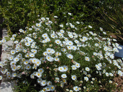 Aphanostephus skirrhobasis (Lazy Daisy)
