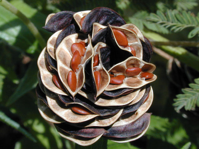 Desmanthus illinoensis (Illinois Bundleflower)