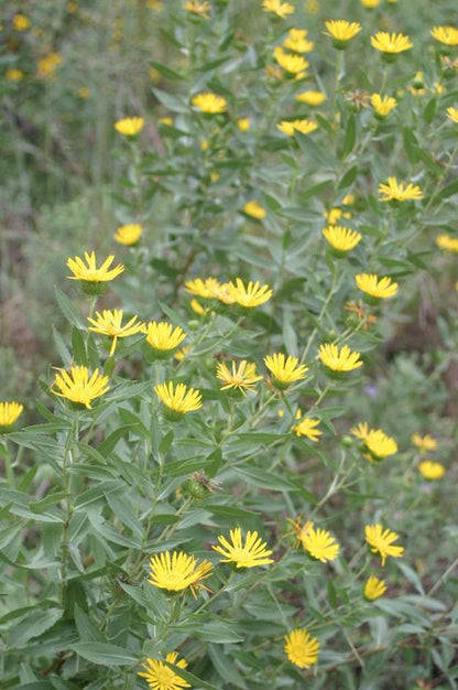 Grindelia lanceolata (Narrowleaf Gumweed)