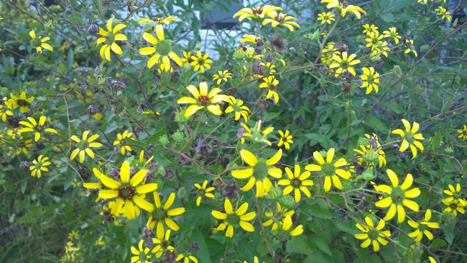 Berlandiera texana (Texas Greeneyes)