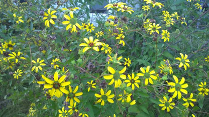 Berlandiera texana (Texas Greeneyes)