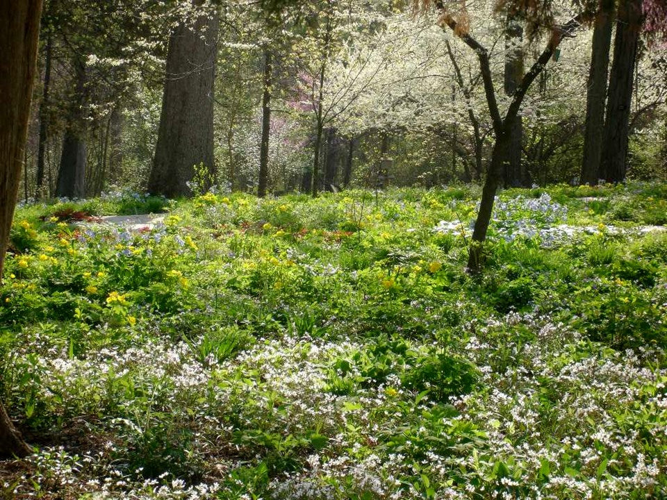 Claytonia virginica (Spring Beauty)