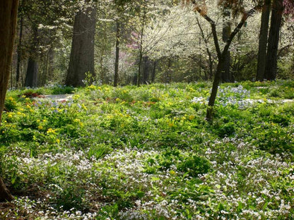 Claytonia virginica (Spring Beauty)