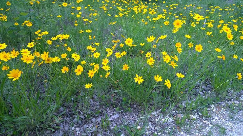 Coreopsis lanceolata (Lanceleaf Coreopsis)