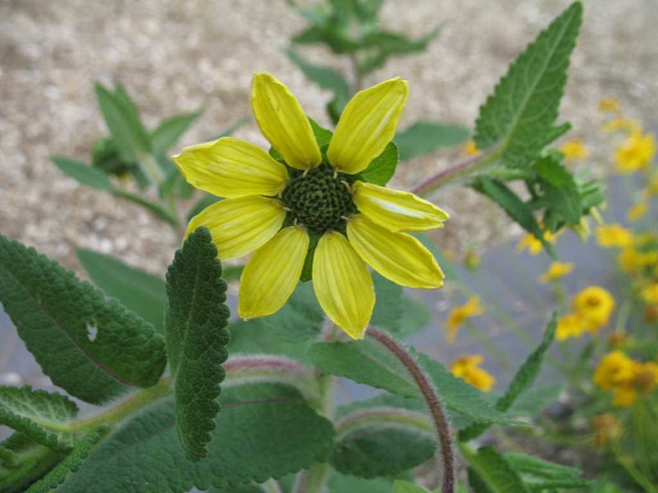 Berlandiera texana (Texas Greeneyes)