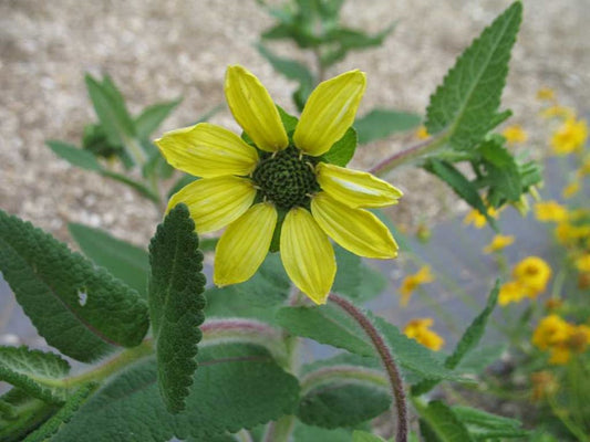 Berlandiera texana (Texas Greeneyes)