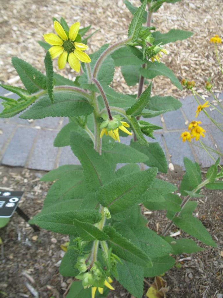 Berlandiera texana (Texas Greeneyes)