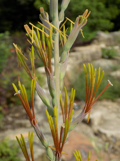 Manfreda virginica (False Aloe)