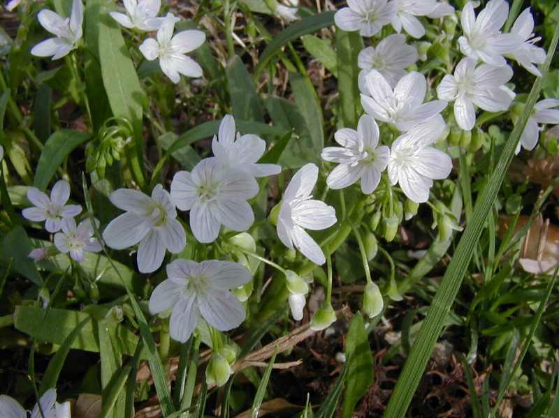 Claytonia virginica (Spring Beauty)